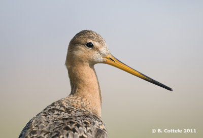 Grutto - Black-tailed Godwit