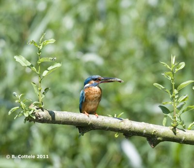 IJsvogel - Common Kingfisher - Alcedo atthis