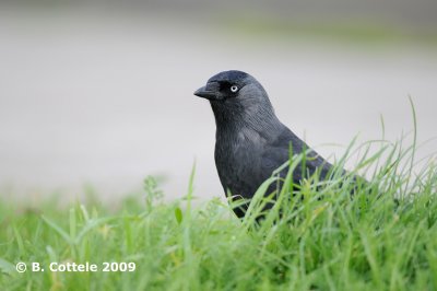 Kauw - Western Jackdaw - Corvus monedula