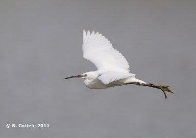 Kleine Zilverreiger - Little Egret - Egretta garzetta