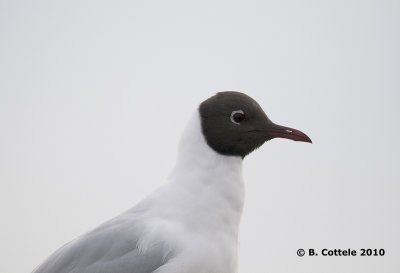 Kokmeeuw - Black-headed Gull - Larus ridibundus