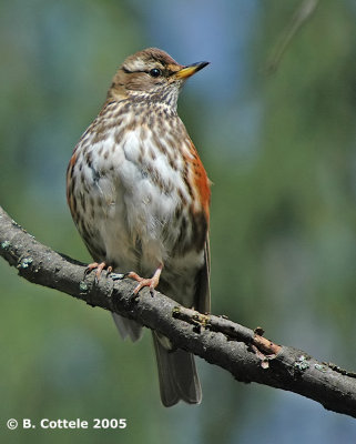 Koperwiek - Redwing - Turdus iliacus