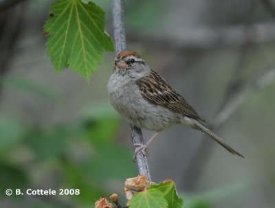Musgors - Chipping Sparrow - Spizella passerina