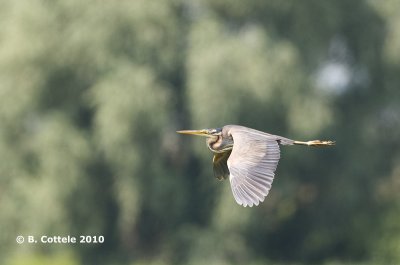 Purperreiger - Purple Heron - Ardea purpurea