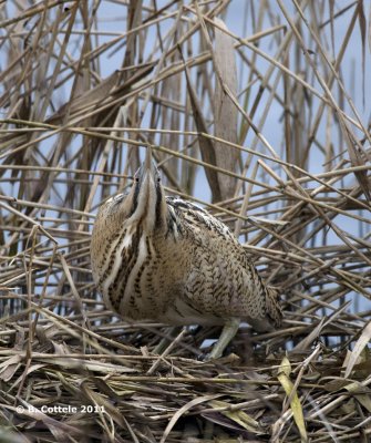 Roerdomp - Great Bittern - Botaurus stellaris