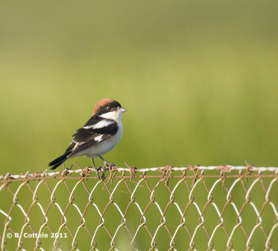 Roodkopklauwier - Woodchat Shrike - Lanius senator