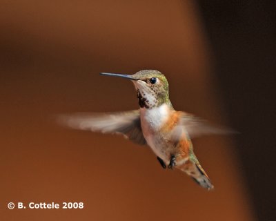 Rosse Kolibrie - Rufous Hummingbird - Selasphorus rufus