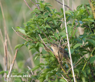 Sprinkhaanzanger - Common Grashopper Warbler - Locustella naevia