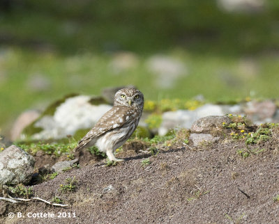 Steenuil - Northern Little Owl - Athene noctua