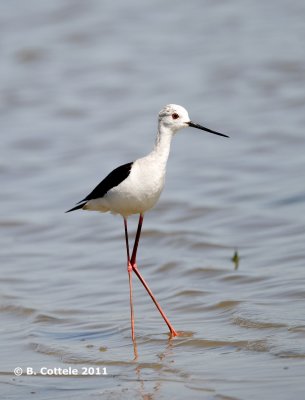 Steltkluut - Black-winged Stilt - Himantopus himantopus