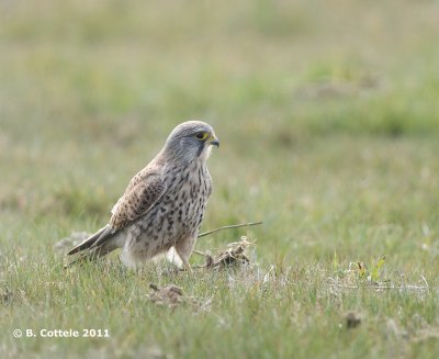 Torenvalk - Common Kestrel - Falco tinnunculus