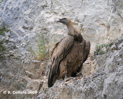 Vale Gier - Eurasian Griffon Vulture - Gyps fulvus