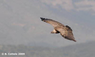 Vale Gier - Eurasian Griffon Vulture - Gyps fulvus