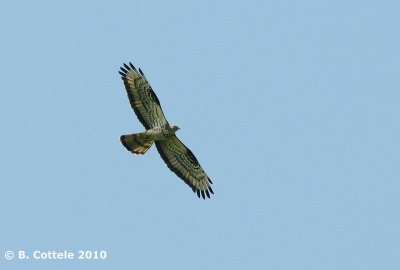 Wespendief - European Honey Buzzard