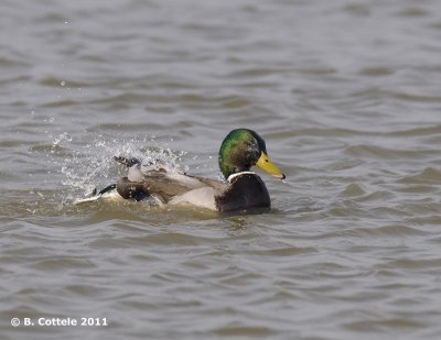 Wilde Eend - Mallard - Anas platyrhynchos
