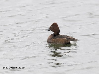 Witoogeend - Ferruginous Duck - Aythya nyroca