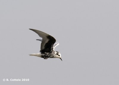 Witvleugelstern - White-winged Black Tern - Chlidonias leucopterus