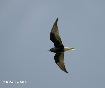 Witvleugelstern - White-winged Black Tern - Chlidonias leucopterus