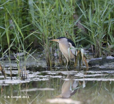 Woudaap - Little Bittern - Ixobrychus minutus