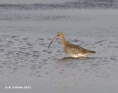 Wulp - Eurasian Curlew - Numenius arquata