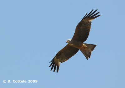 Zwarte Wouw - Black Kite - Milvus migrans