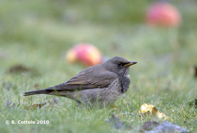 Zwartkeellijster - Black-throated Thrush - Turdus ruficollis atrogularis