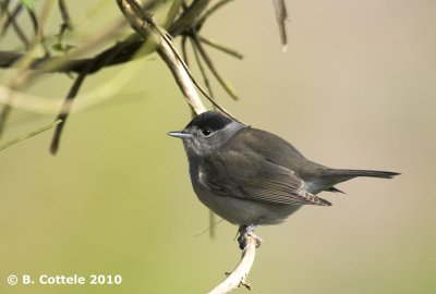 Zwartkop - Blackcap - Sylvia atricapilla