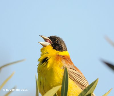 Zwartkopgors - Black-headed Bunting - Emberiza melanocephala