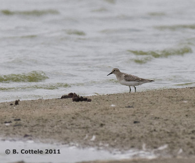 Bairds Strandloper - Baird's Sandpiper - Calidris bairdii