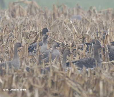 Dwerggans - Lesser White-fronted Goose - Anser erythropus