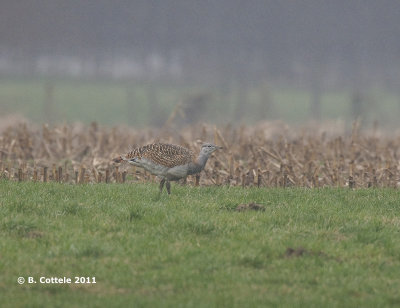 Grote Trap - Great Bustard - Otis tarda