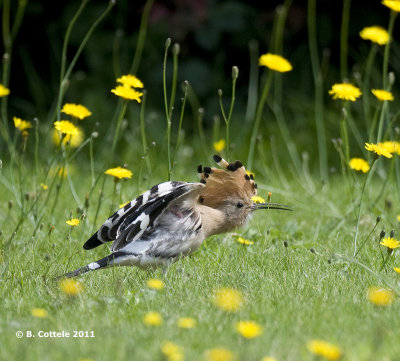 Hop - Eurasian Hoopoe - Upupa epops 