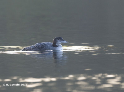 IJsduiker - Great Northern Loon - Gavia immer