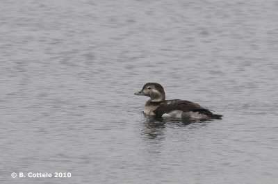 IJseend - Long-tailed Duck - Clangula hyemalis