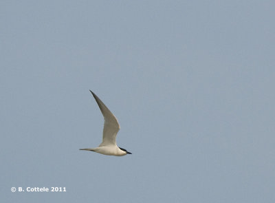 Lachstern - Gull-billed Tern - Gelochelidon nilotica