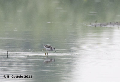 Poelruiter - Marsh Sandpiper - Tringa stagnatilis