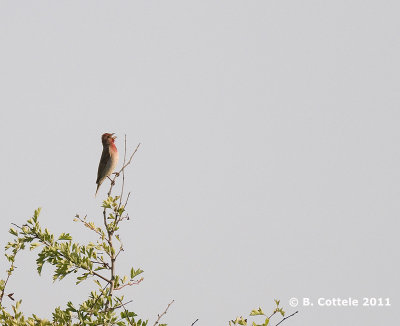 Roodmus - Common Rosefinch - Carpodacus erythrinus