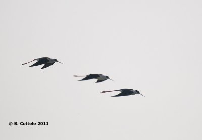 Steltkluut - Black-winged Stilt - Himantopus himantopus
