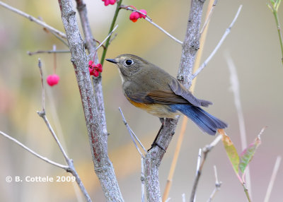 Blauwstaart - Red-flanked Bluetail