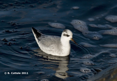 Rosse Franjepoot - Red Phalarope - Phalaropus fulicaria