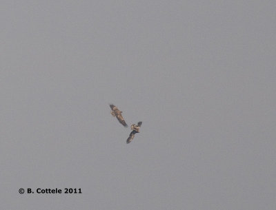 Zeearend - White-tailed Eagle - Haliaeetus albicilla