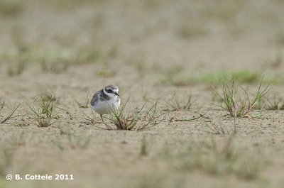 Bontbekplevier - Common Ringed Plover - Charadrius hiaticula