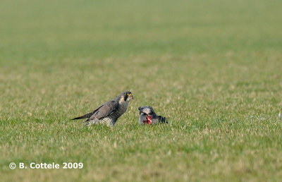 Slechtvalk - Peregrine Falcon - Falco peregrinus