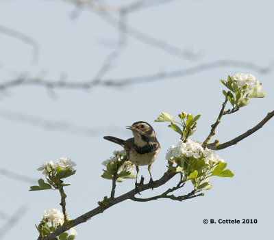 Blauwborst - Bluethroat - Luscinia svecica