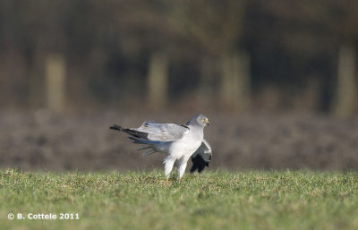 Blauwe Kiekendief - Hen Harrier - Circus cyaneus