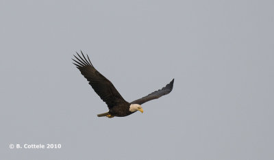 Amerikaanse Zeearend - Bald Eagle - Haliaeetus leucocephalus