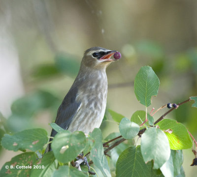 Cederpestvogel - Cedar Waxwing- Bombycilla cedrorum