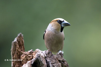 Appelvink - Hawfinch - Coccothraustes coccothraustes