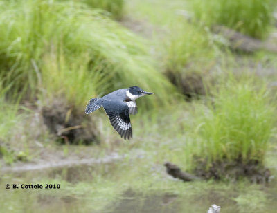 Bandijsvogel - Belted Kingfisher - Ceryle alcyon