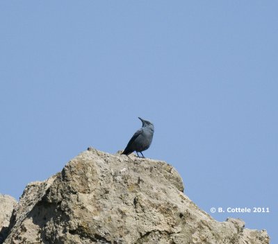 Blauwe Rotslijster - Blue Rock Thrush - Monticola solitarius